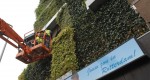 ‘Groene’ gevels vermindert luchtverontreinigende stoffen en verbetert de isolatie van een gebouw. Dit blijkt uit onderzoek van promovendus Marc Ottelé van de TU Delft. Aantrekkelijker Dit meldt de universiteit op...