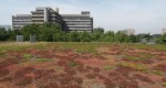 Bouwbesluit moet groene daken stimuleren Het Bouwbesluit zou moeten worden aangepast zodat groene daken bij nieuwbouwprojecten worden gestimuleerd. Dit adviseert het Rijksinstituut voor Volksgezondheid en Milieu (RIVM) in het rapport Klimaatverandering in het stedelijk gebied....